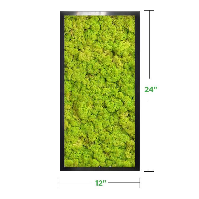 12x24-black-lime-green-reindeer-moss