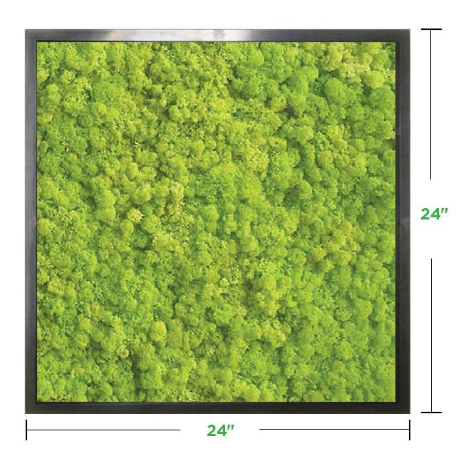 24x24-BLACK-lime-green-reindeer-moss